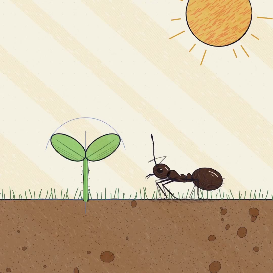Watermelon story animation